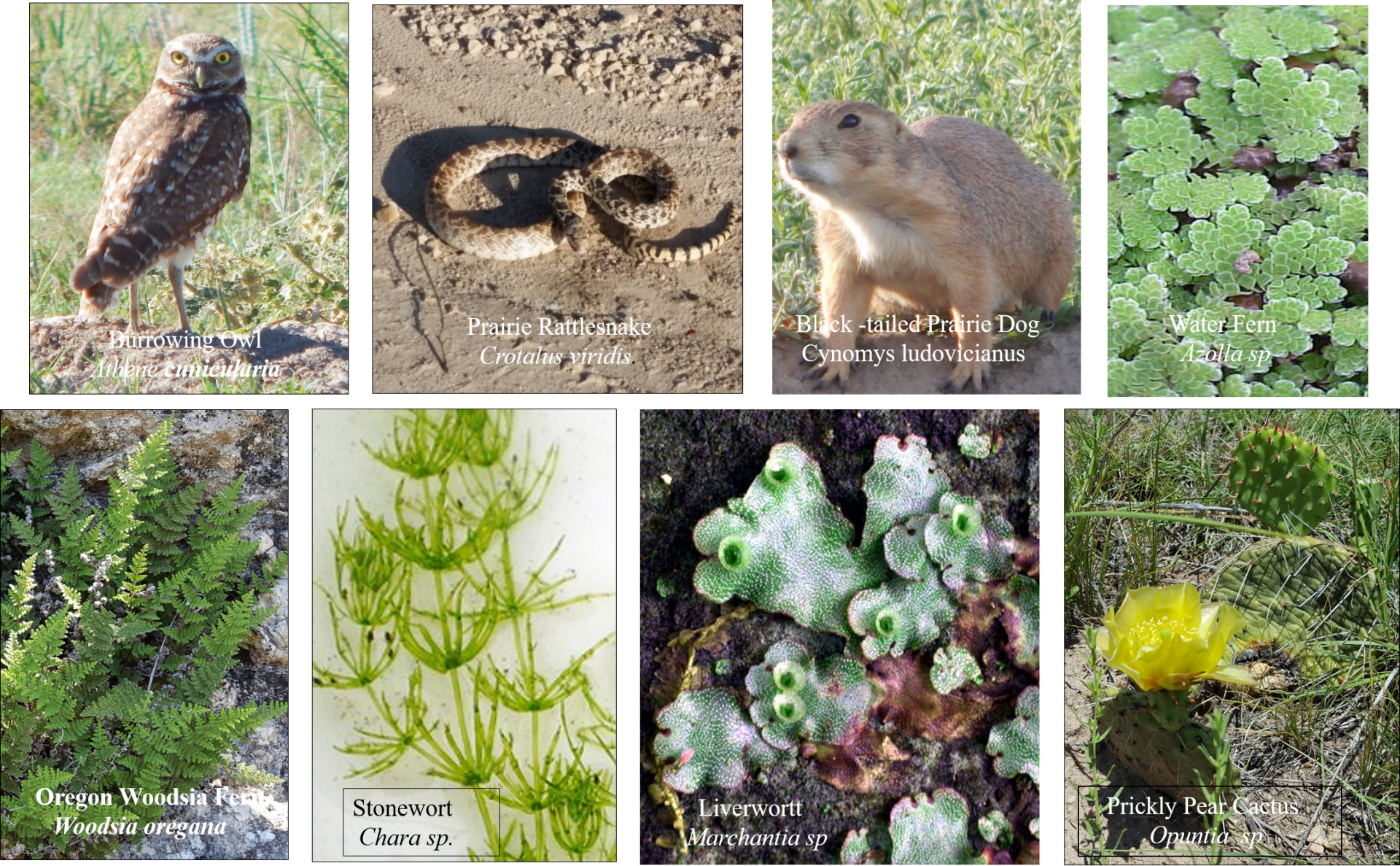 biodiversity pics