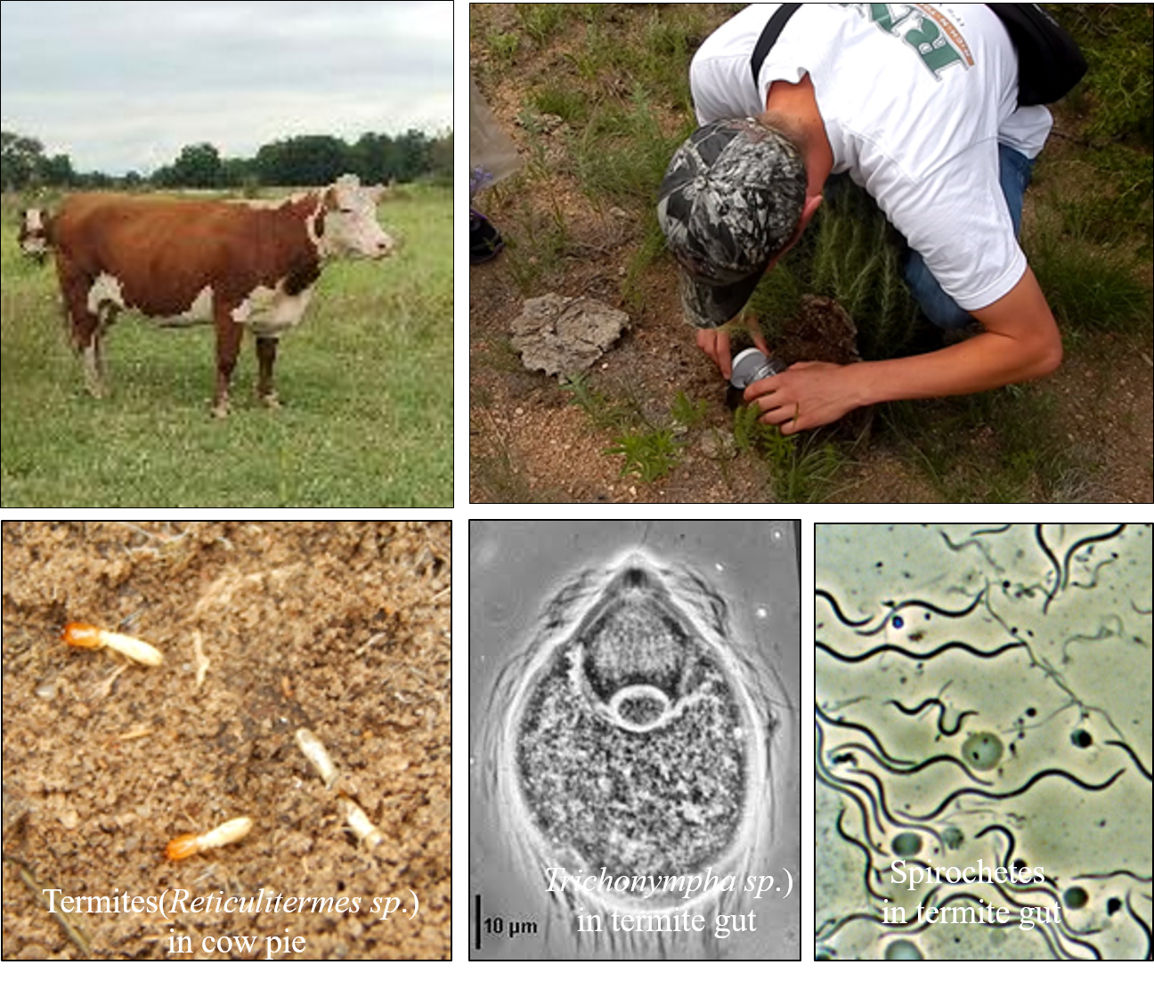 example of studying symbiosis in cow manure
