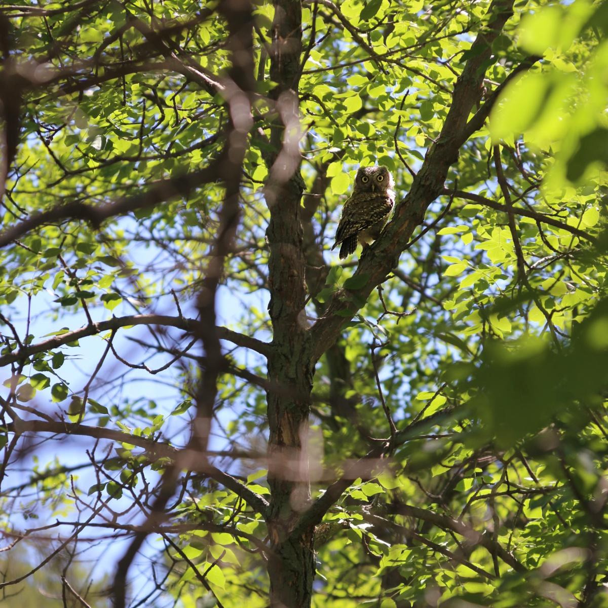 An owl in a tree