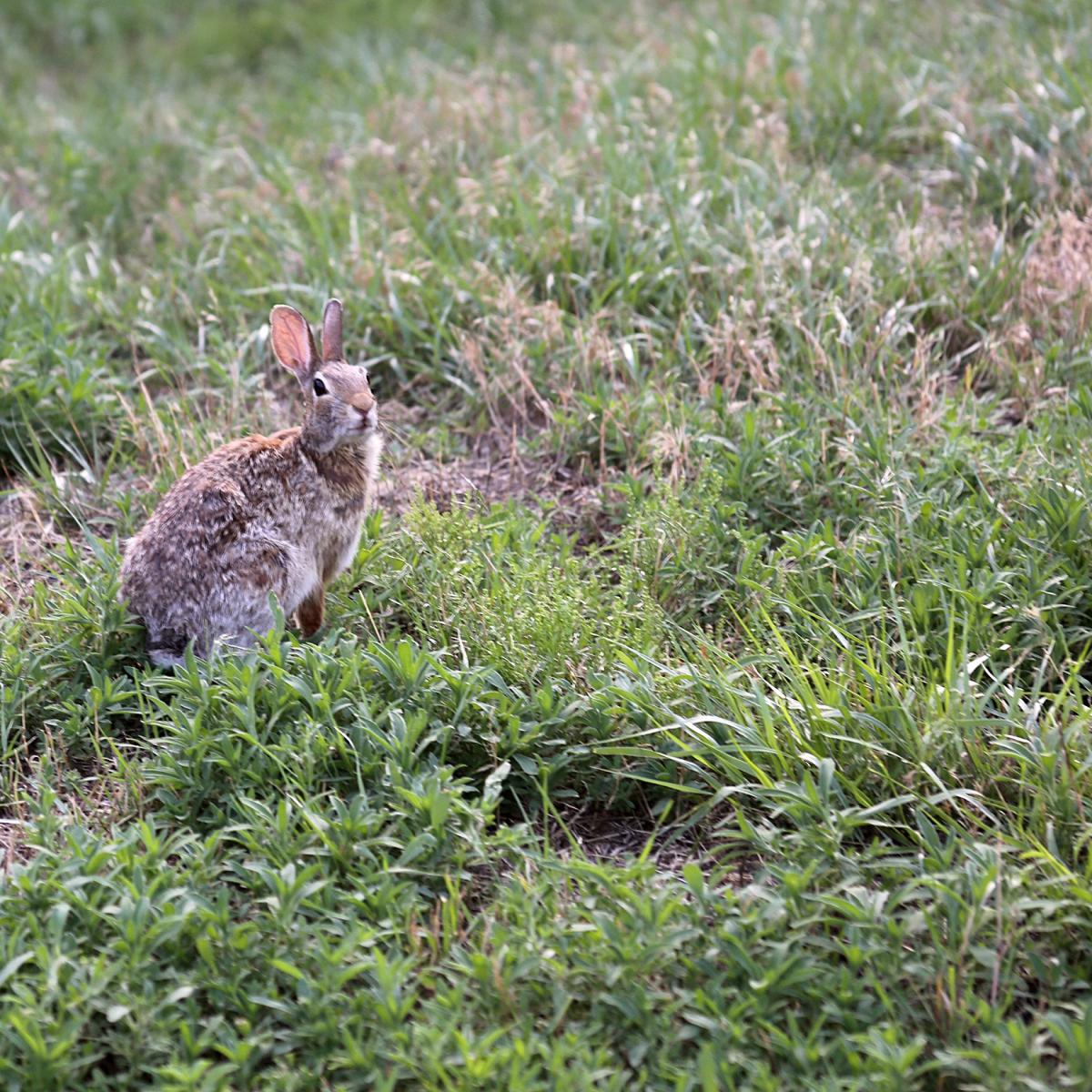A rabbit in grass
