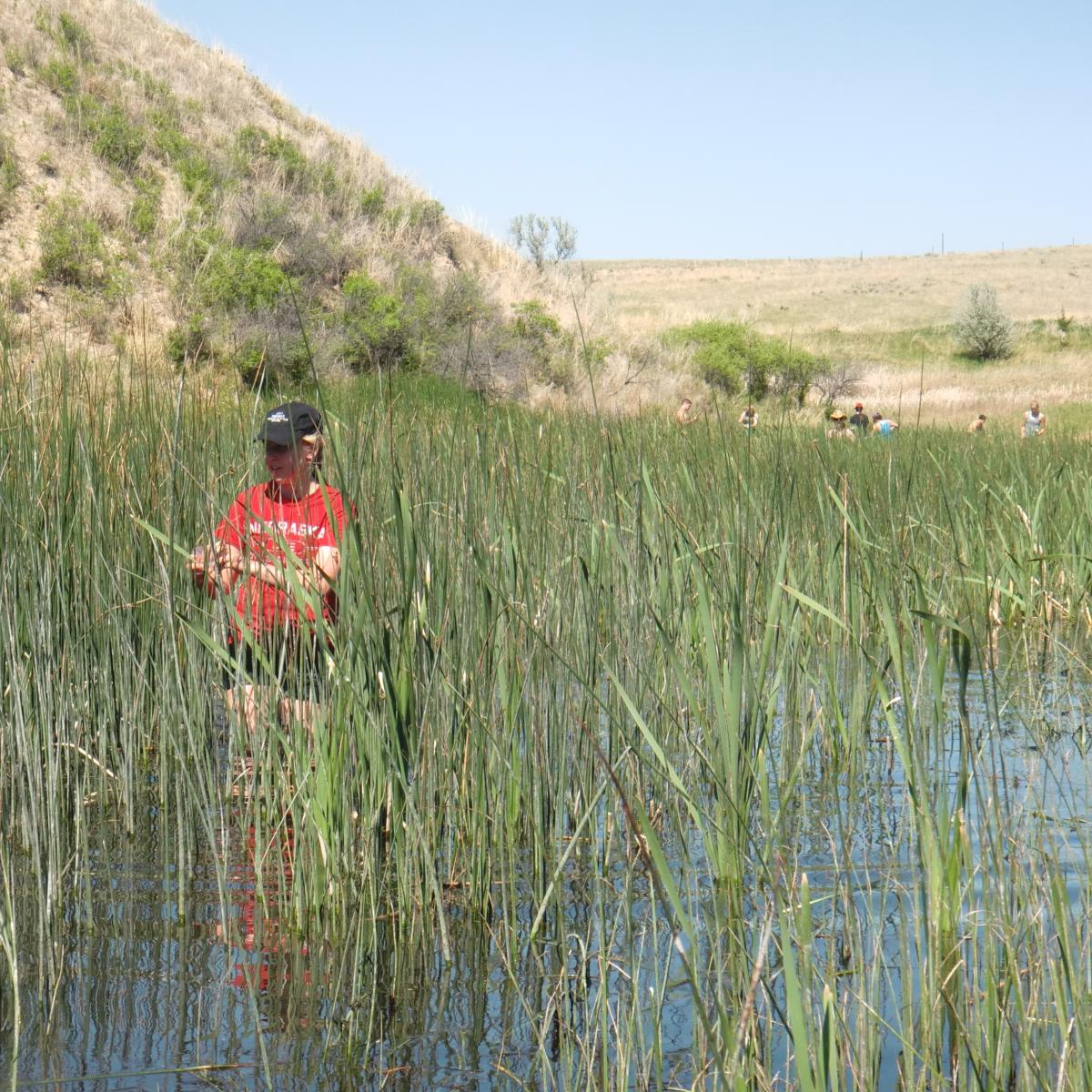 Student collecting samples in a wetland