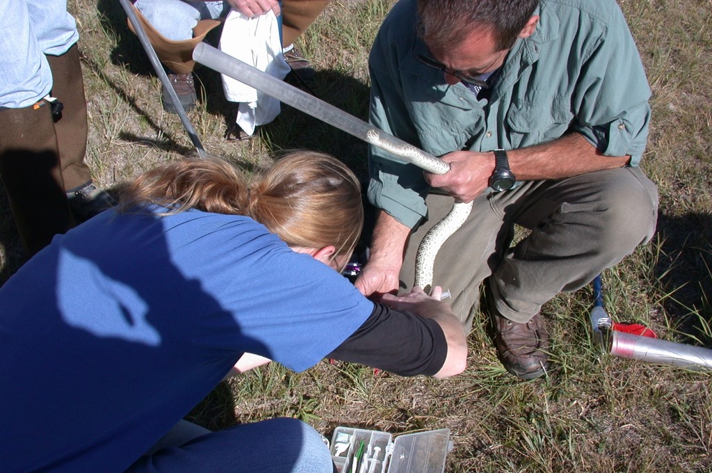 Photo of field herpetology