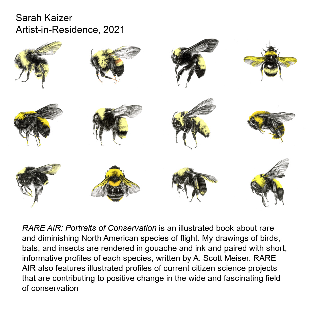 Realistic drawings of North American bees by S. Kaizer