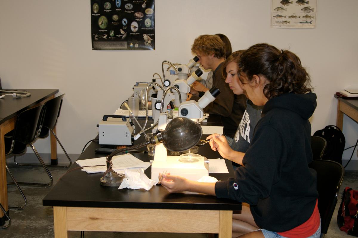 students working under dissection microscopes