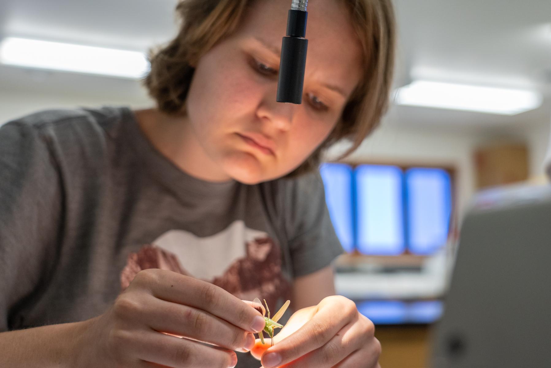 Student using a dissection scope to examine a grasshopper
