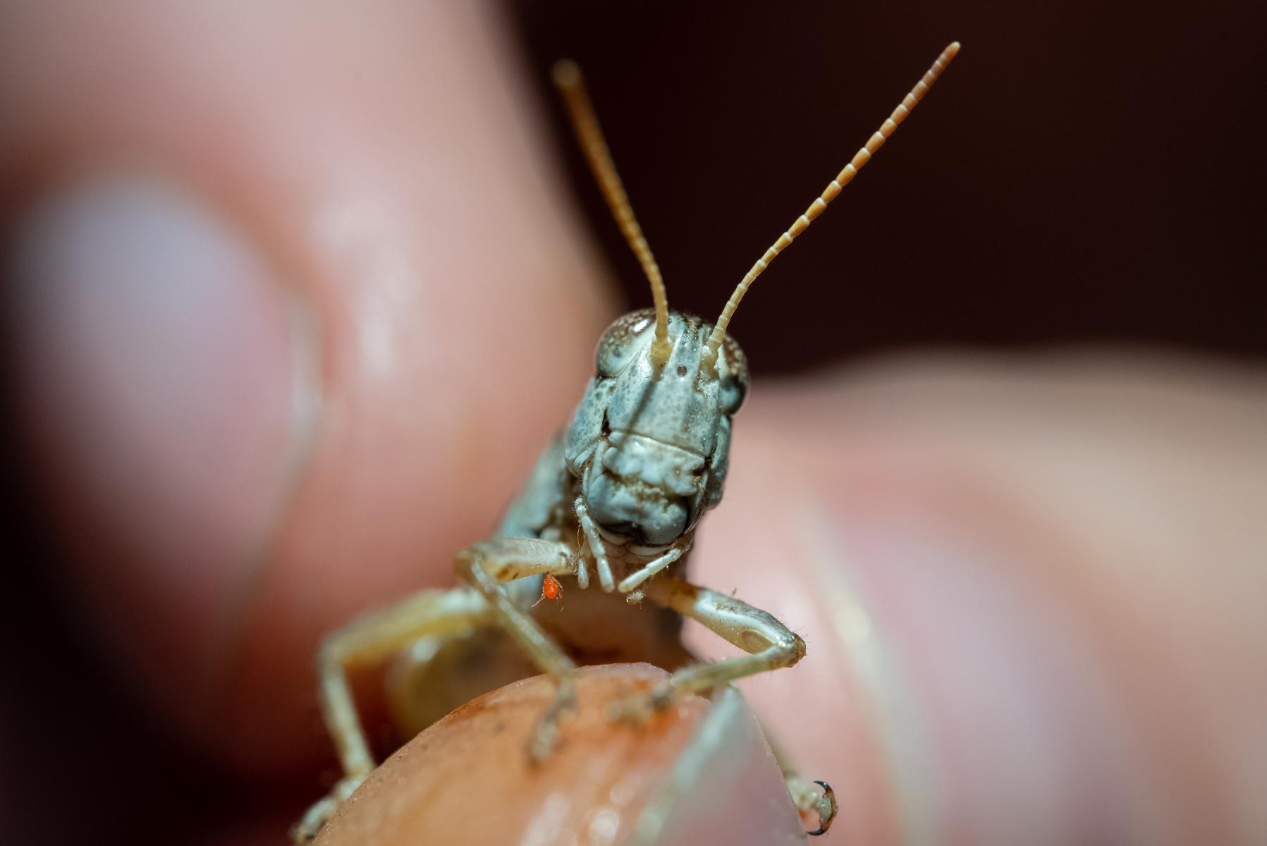 Grasshopper with mite