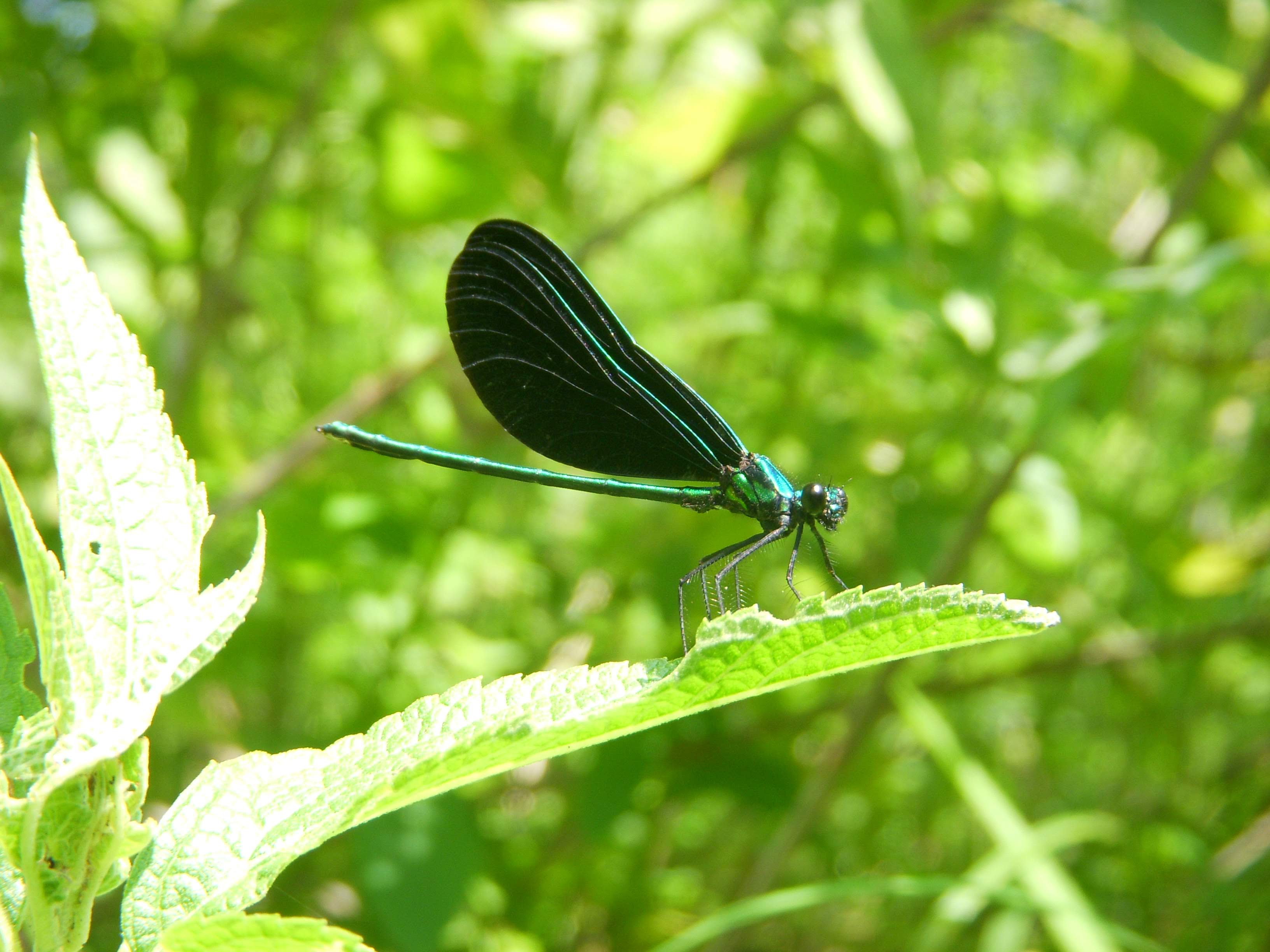 Damselfly (?)