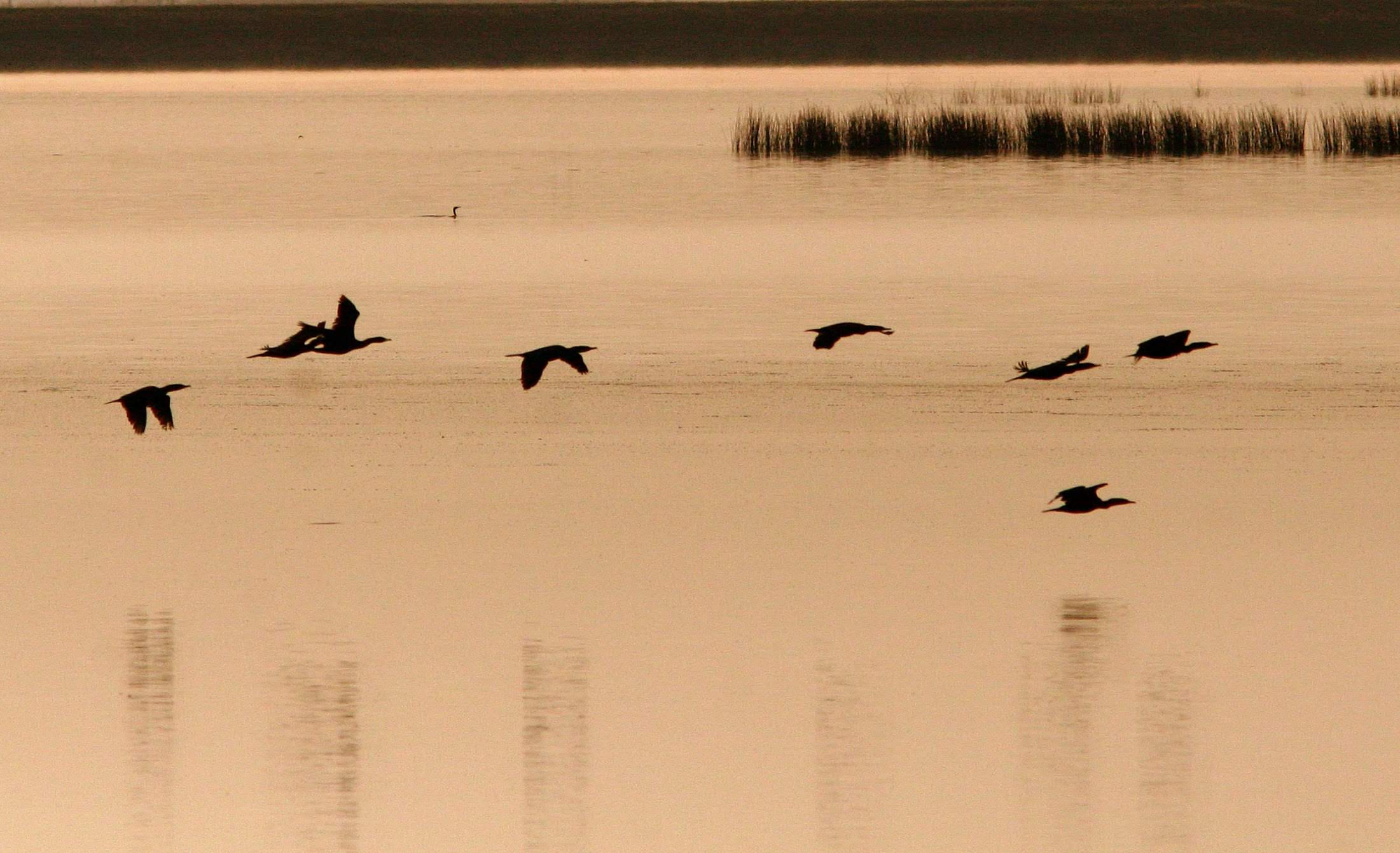 Grebes flying over Lake Ogallala