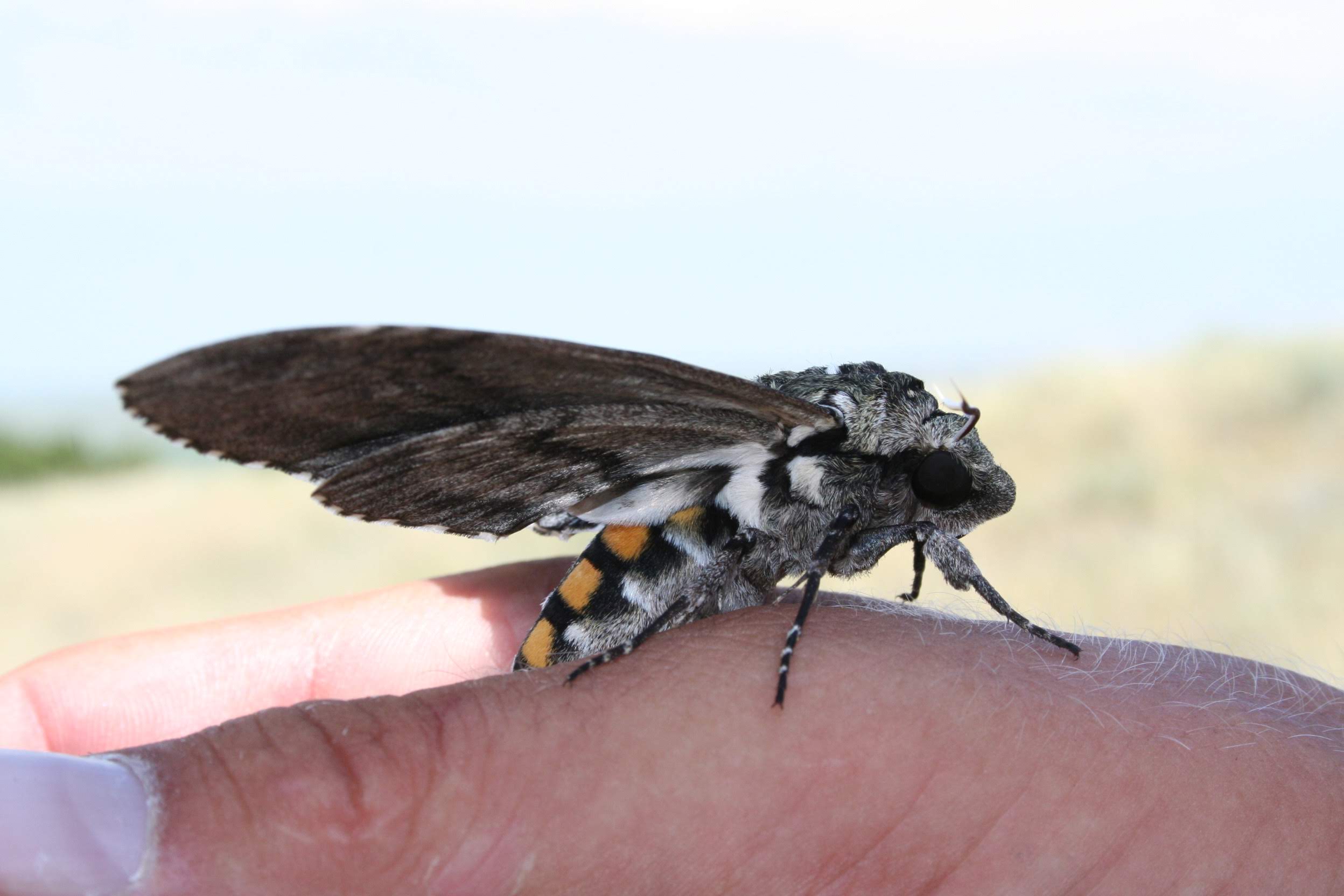 Moth sitting on someone's hand