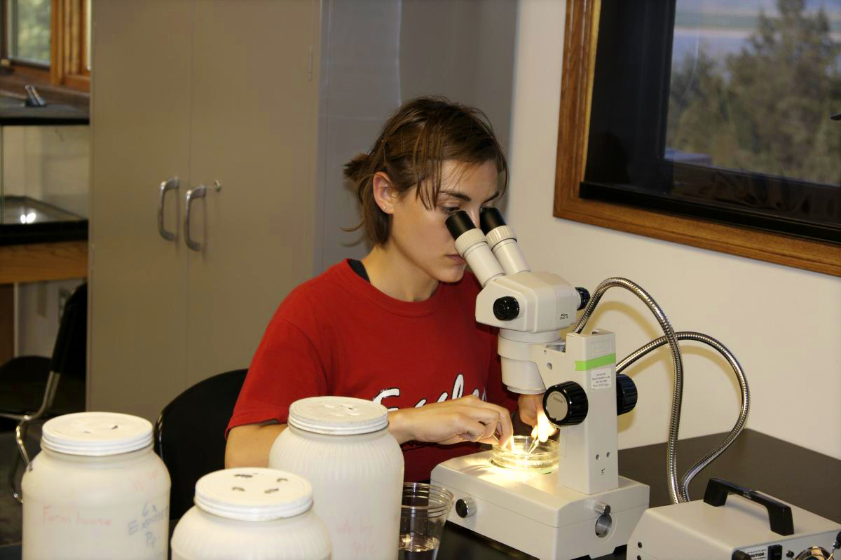 Student using microscope