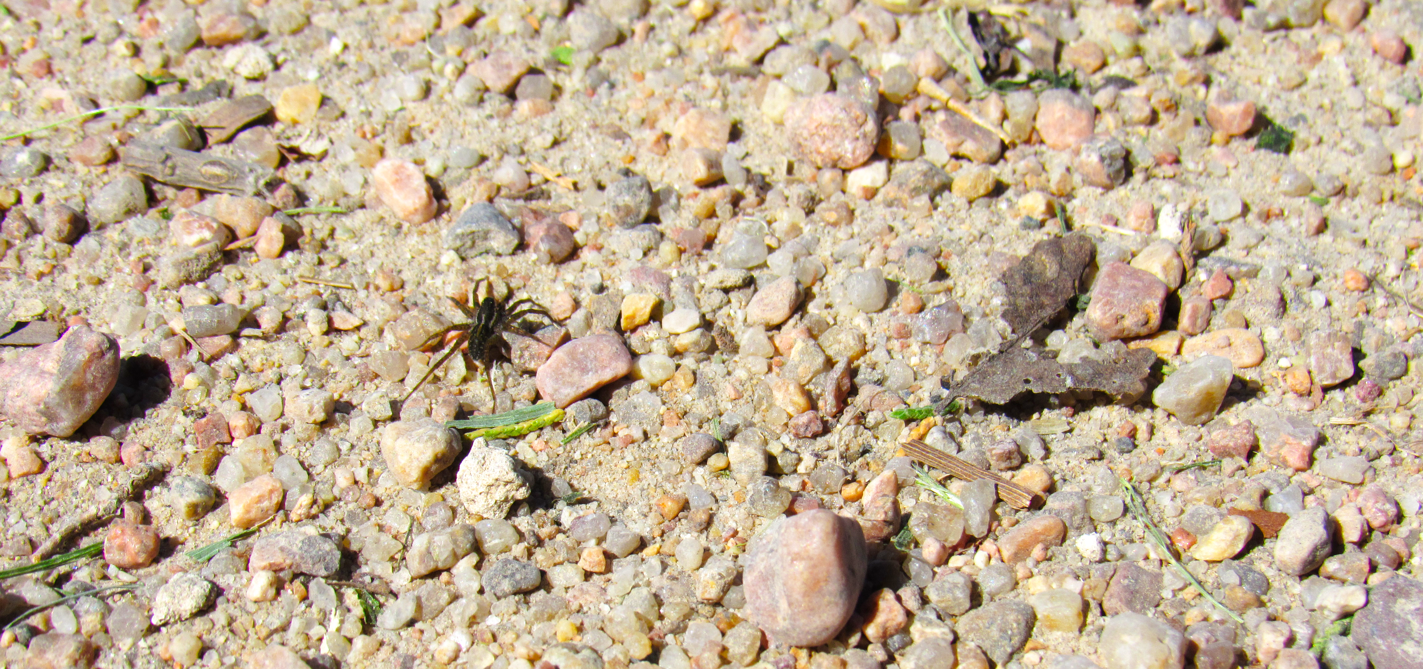 Wolf spider on gravel