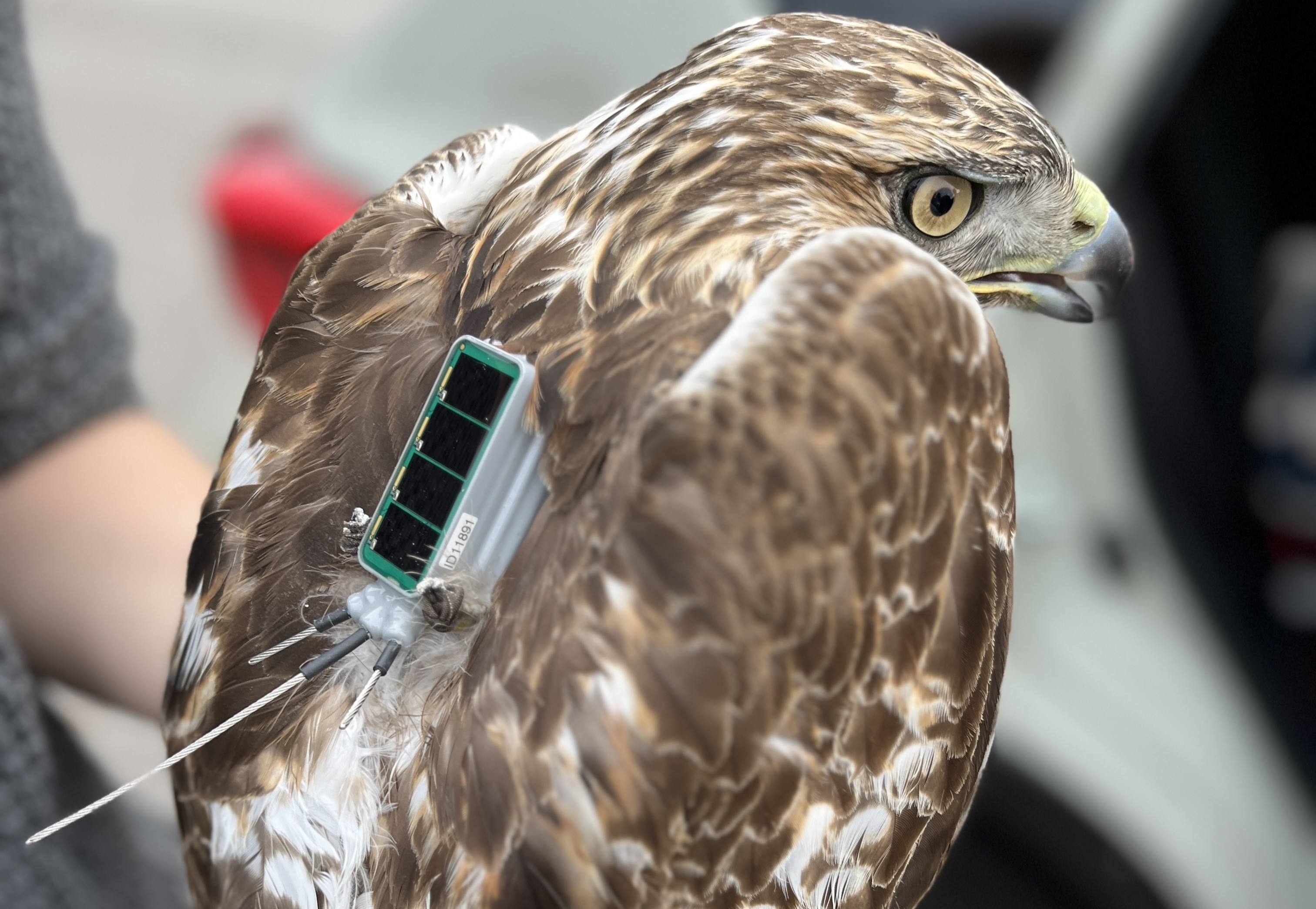 Red-tailed Hawk wearing a solar GPS tag for tracking