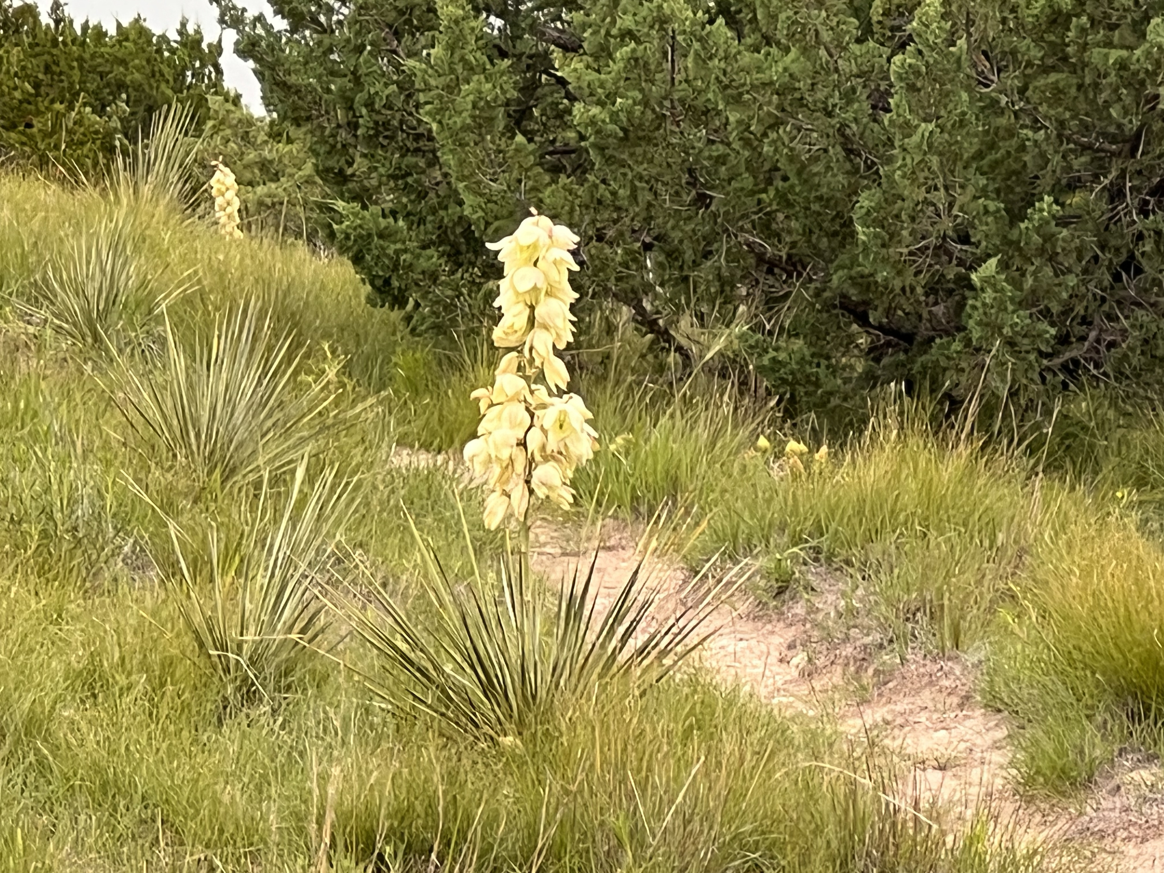 Flowering yucca