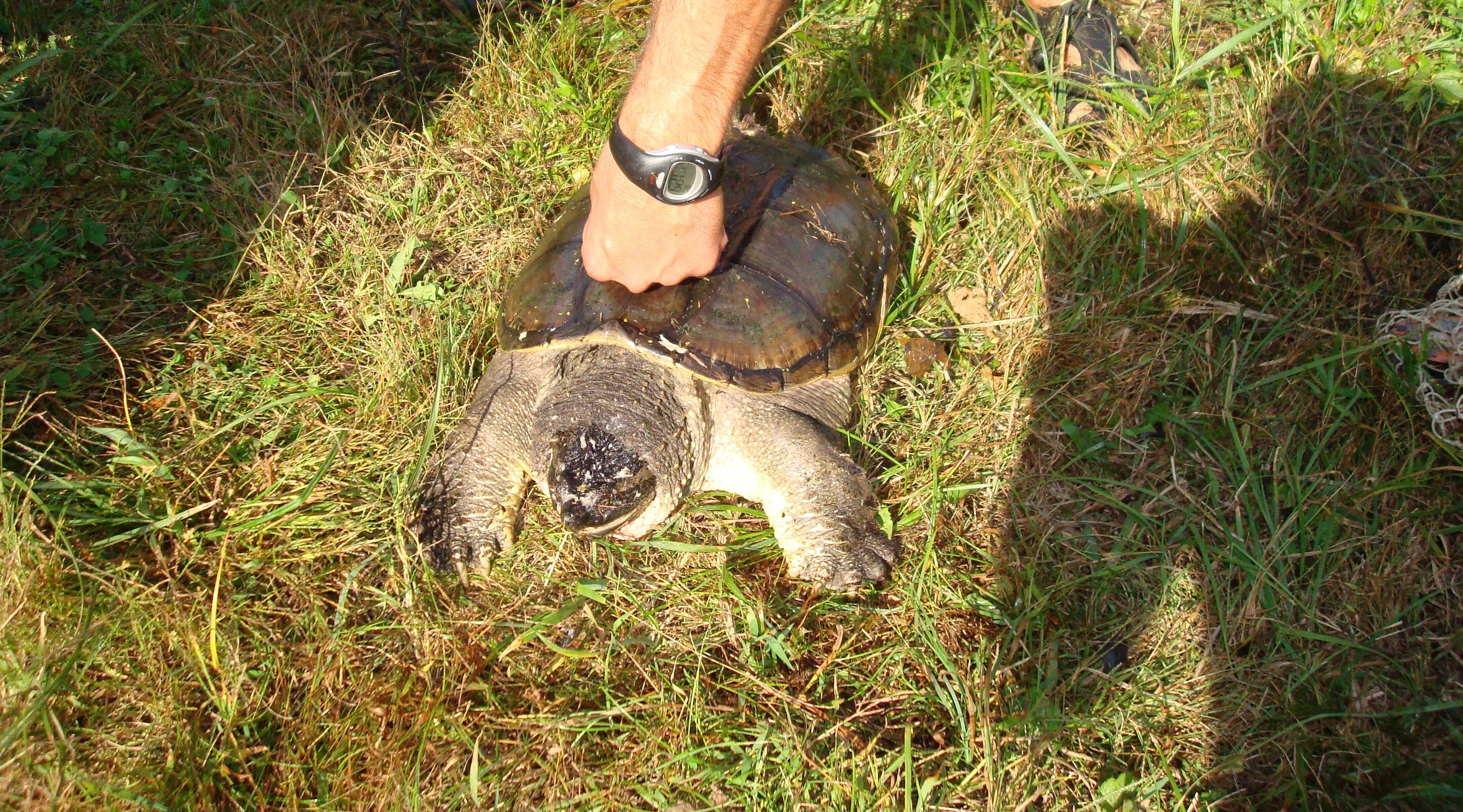 Carapace measurements of a turtle.