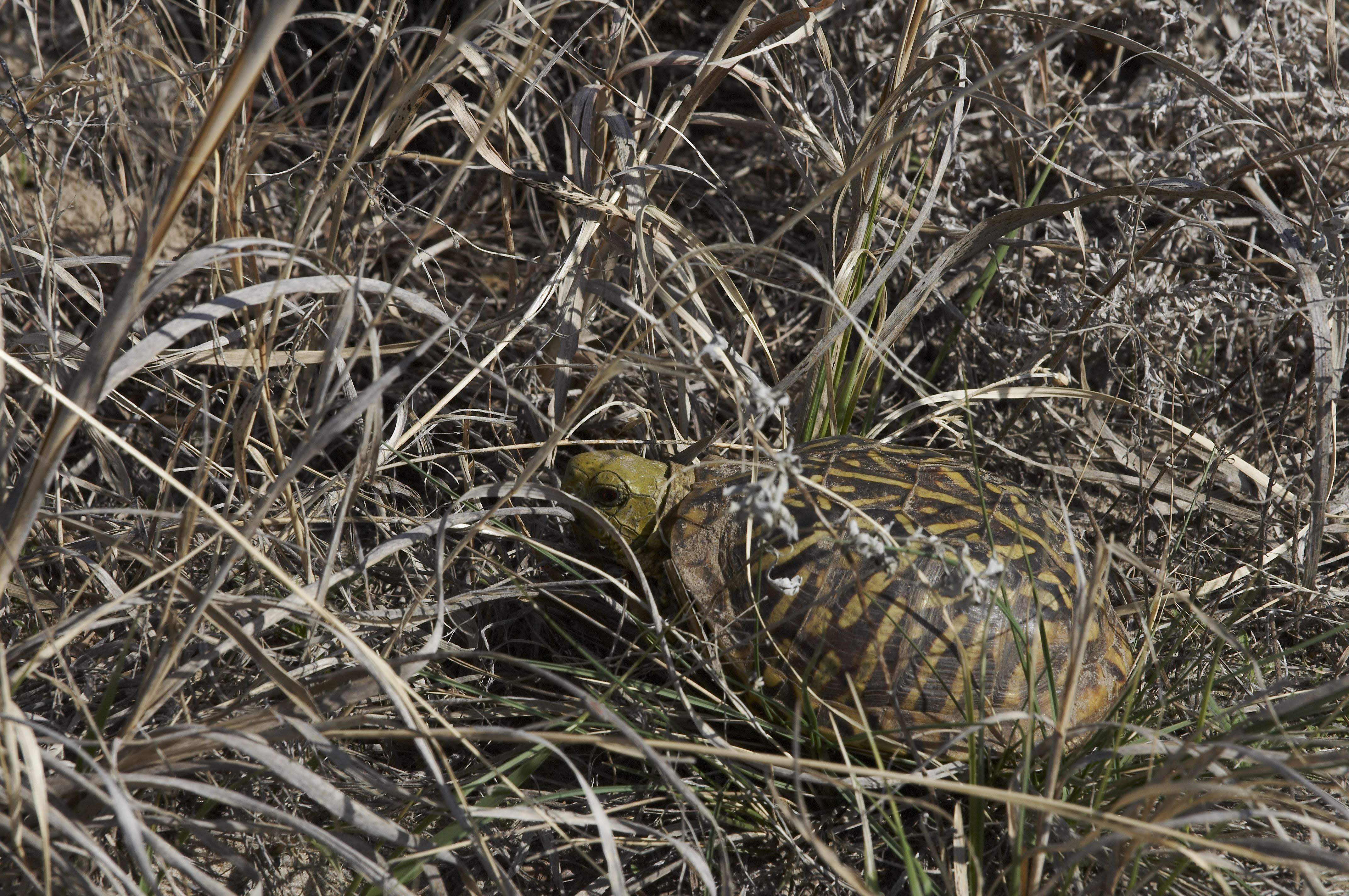 Turtle in the grass