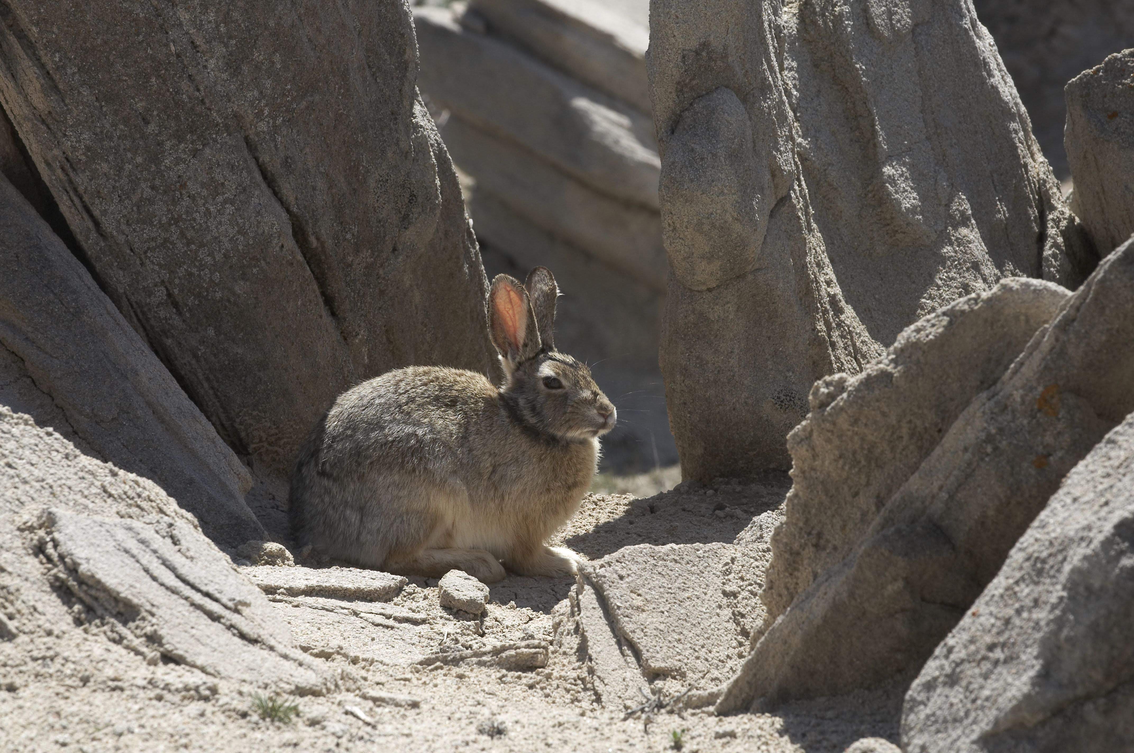 Rabbit sitting between two rocks