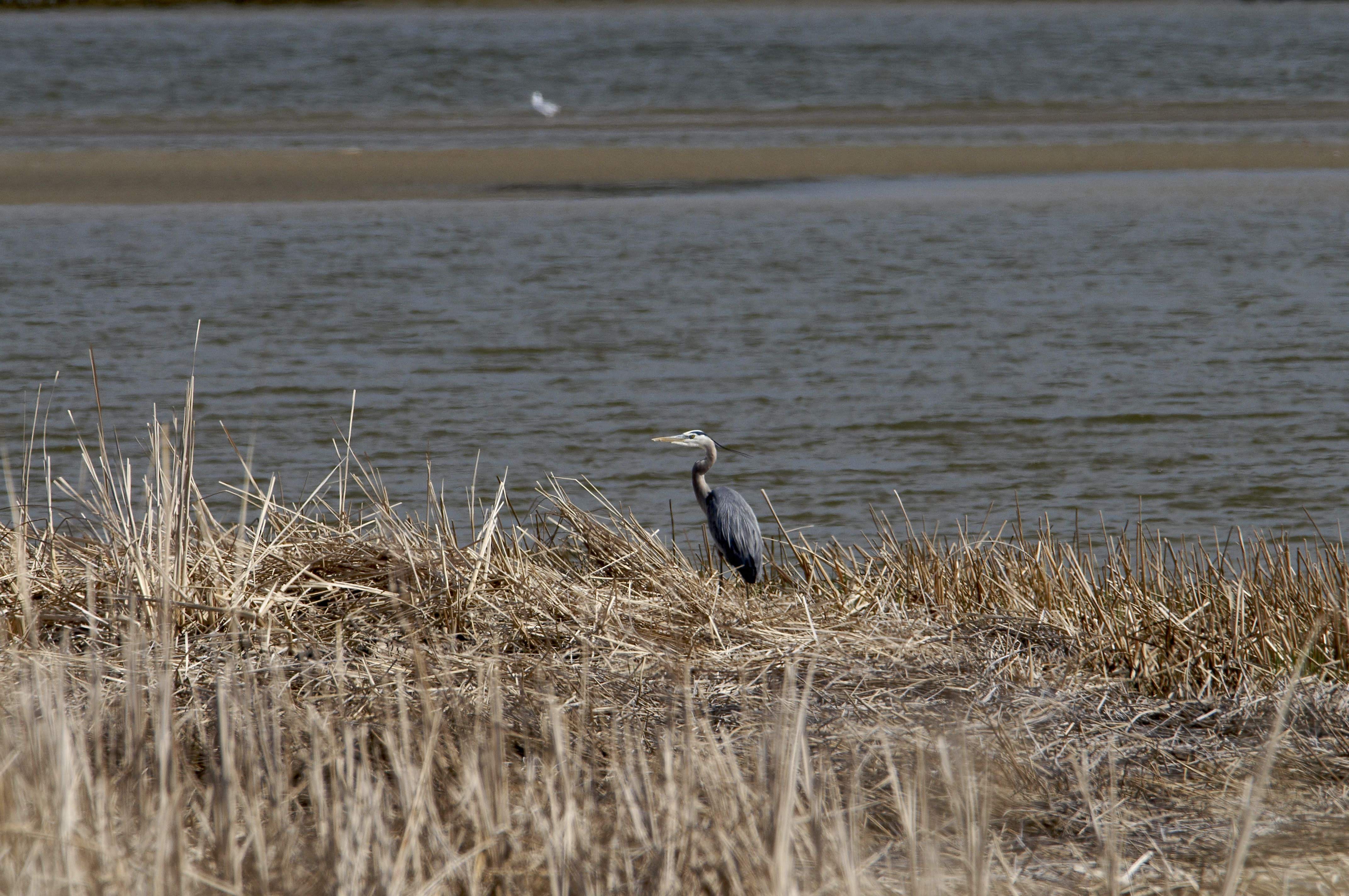 Heron