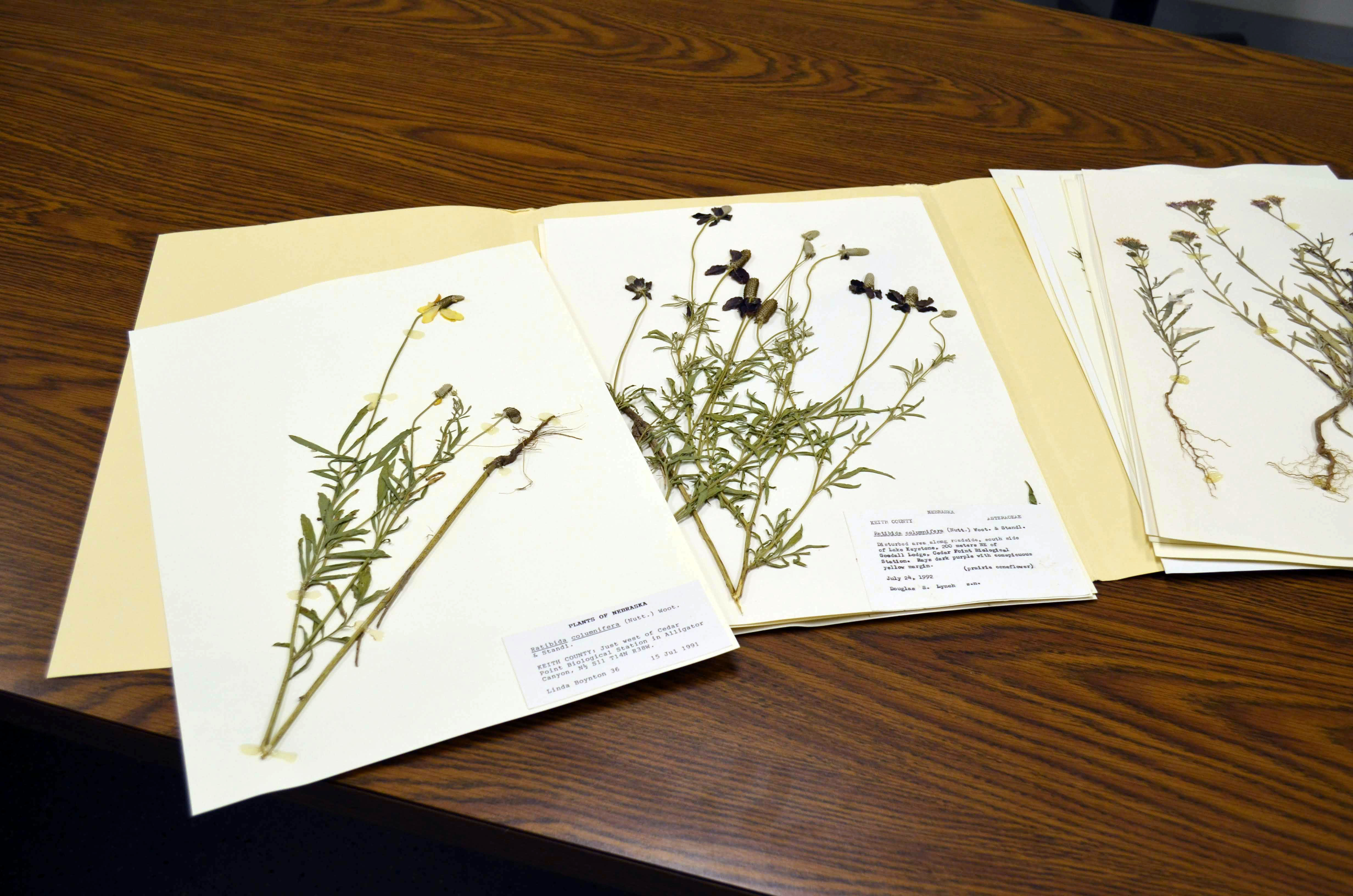a few herbarium specimen