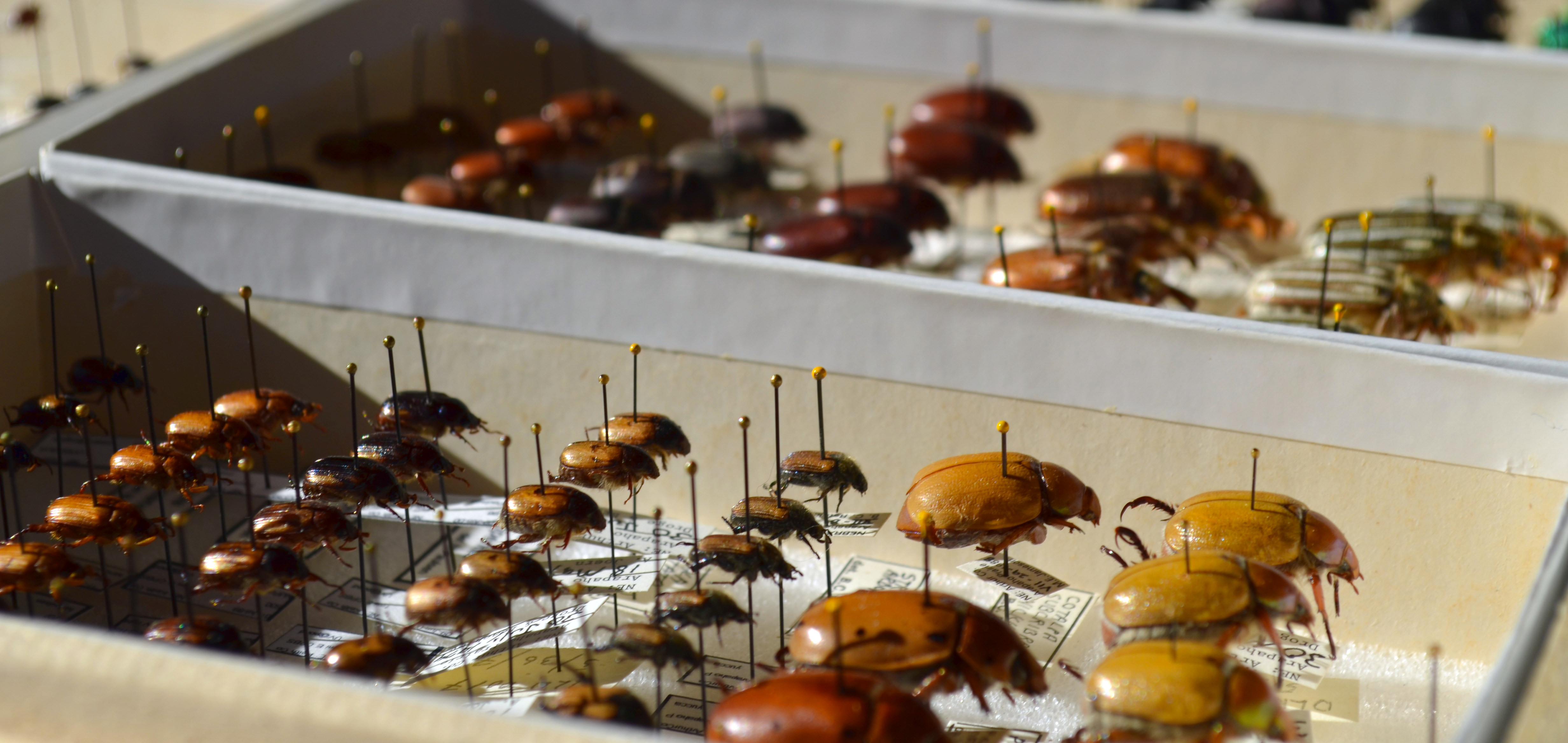 Scarabaeidae, scarab beetle, collection