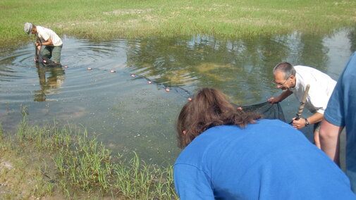 Dennis and a student use a net to sweep for frogs