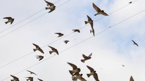 Cliff swallows flying around power lines