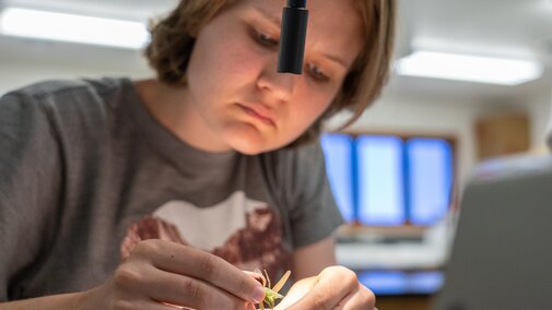 Student examining an insect