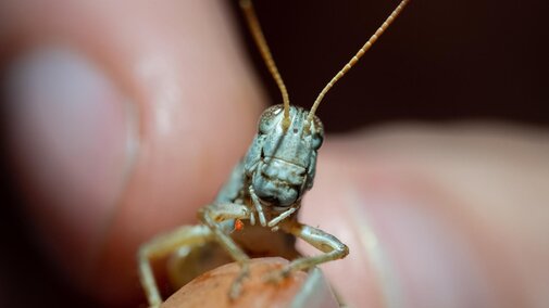 Grasshopper with mite