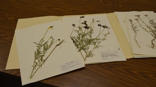 Collection of dried plants