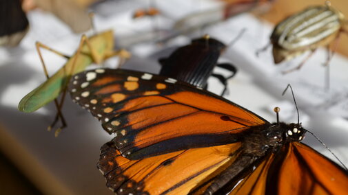 Pinned insects