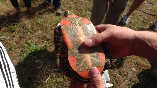 Ventral side of a turtle