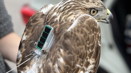 Red-tailed Hawk wearing a solar GPS tag for tracking
