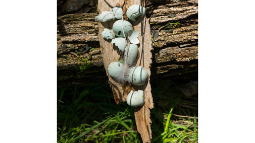 Photo of hatched egg shells with feather on bark by M. Cass