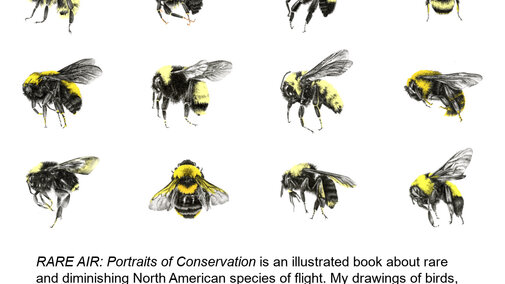 Realistic drawings of North American bees by S. Kaizer