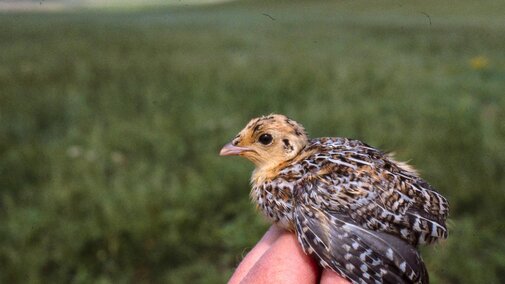 Turkey chick