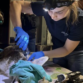 S. Uiterwaal fitting a GPS collar on a coyote to study her movement patterns.