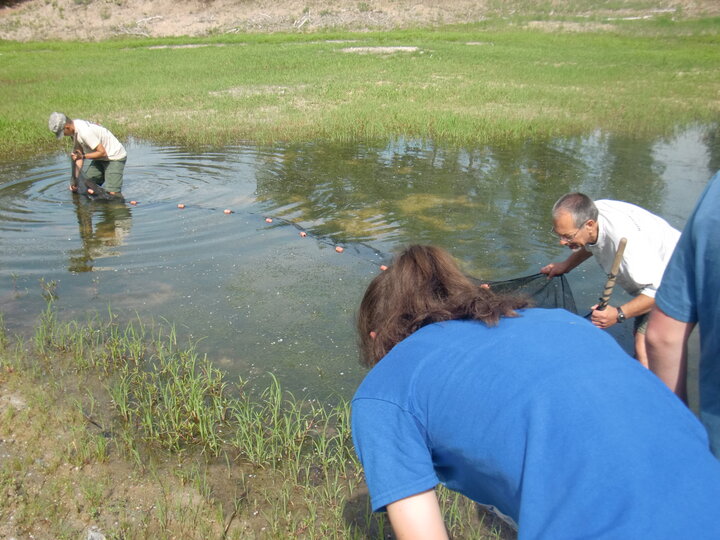 Dennis and a student use a net to sweep for frogs