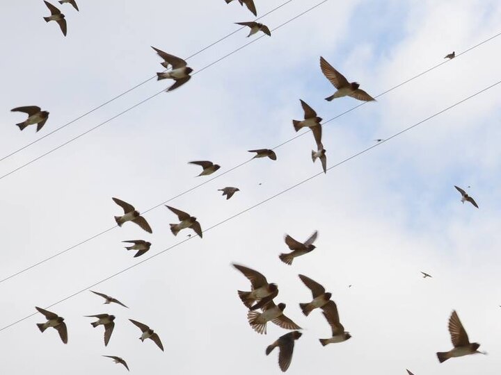 Cliff swallows flying around power lines