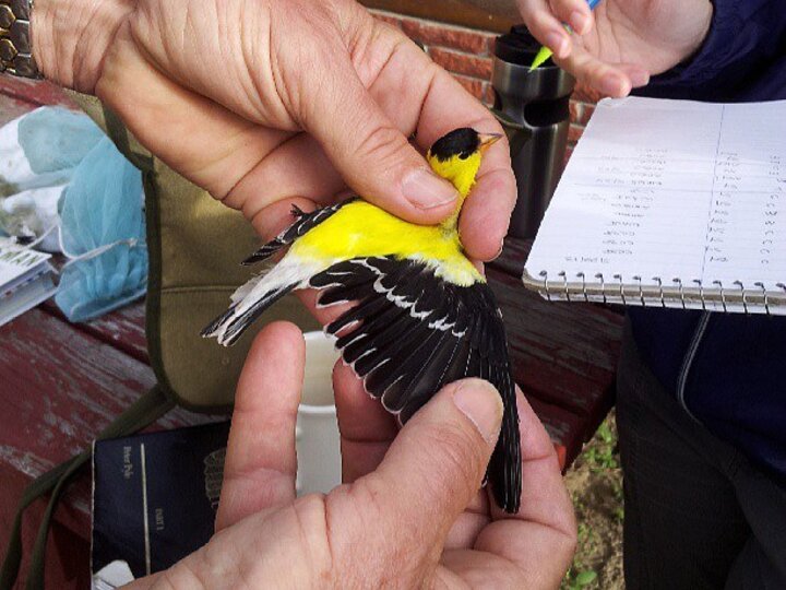 Individuals observing wings of a bird
