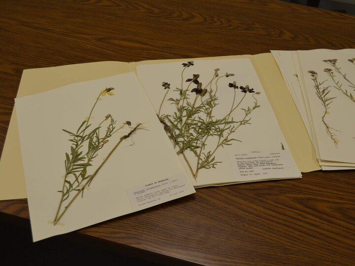 Collection of dried plants