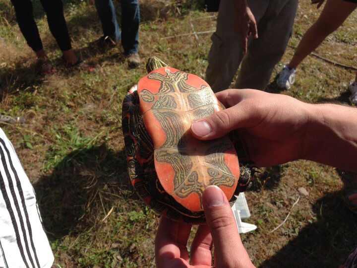 Ventral side of a turtle