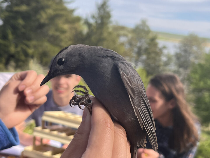 Student holding black bird