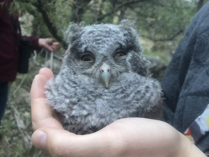 Individual holding a baby owl
