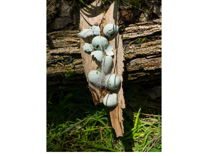 Photo of hatched egg shells with feather on bark by M. Cass