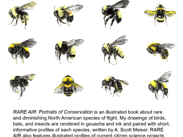 Realistic drawings of North American bees by S. Kaizer